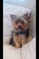 Pure Breed Yorkshire Terrier Puppies For Sale