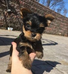 Yorkie male and female Really in need of a new home