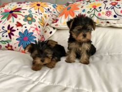 Tiny Teacup Yorkie Puppies For sell!!