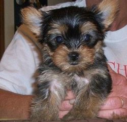 Yorkshire Terrier puppies for sale to good homes