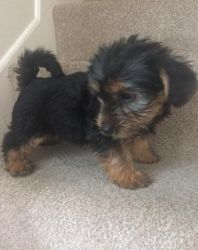 For Sale A Litter Of Stunning Yorkshire Terrier pups