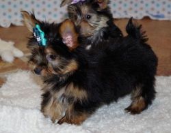 AKC Registered Yorkshire Terrier Puppies For Sale