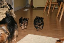 Tea-Cup Yorkie puppies For Approved Homes