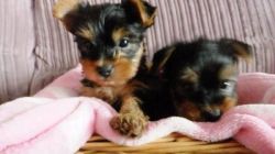 Tiny Teacup Yorkie Puppies For Adoption!!