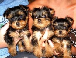 Cute male and female Yorkshire Terrier puppies for sale.