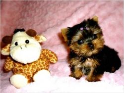 Cute Yorkie Puppies For Adoption