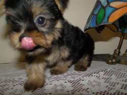 Healthy and Jovial Yorkie Puppies For Adoption