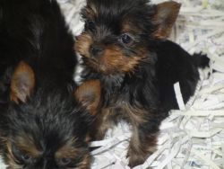 Absolutely adorable yorkie puppies