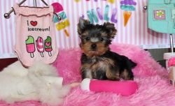 Male and female Yorkshire Terrier puppies