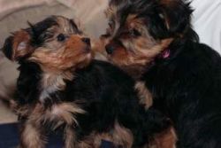 Yorkie Puppies that are Healthy and they carry Parti