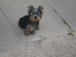 ADORABLE AKC Registered Yorkie Puppies.