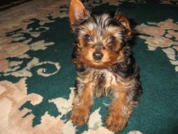 Beautiful Yorkshire Terrier purebred puppies.