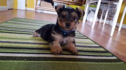 Yorkshire Terrier 1 Male