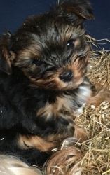Adorable Yorkie X Puppies For Sale
