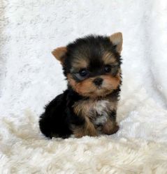 AKC Teacup Yorkie puppies for sale.