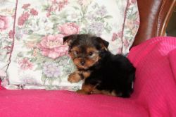Yorkie X Girl Looking For New Home