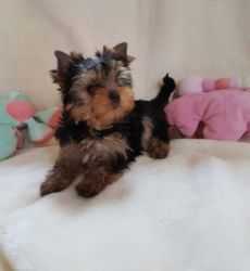 3 Yorkshire Terriers Almost Ready (sold)
