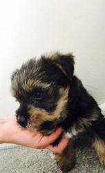 Adorable Yorkshire Terrier Puppies Only 1 Left.