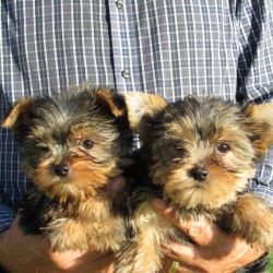 Gorgeous Toy Yorkie Puppies