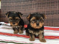 Yorkshire Terrier Bitch For Sale