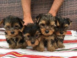 Yorkshire Terrier Puppy,ready In 2 Weeks