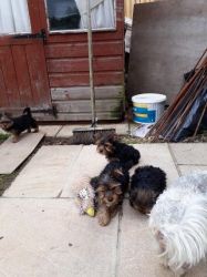 Male Yorkshire Terriers