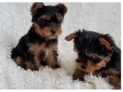 ghb We have 2 beautiful gorgeous yorkie boys and 2 girls now ready