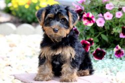 Cute lovely Yorkie pups
