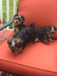 Gorgeous AKC Yorkshire Terrier Puppies