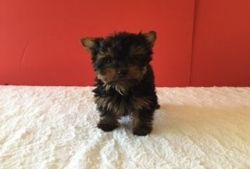 Teacup Yorkie Puppies For sale