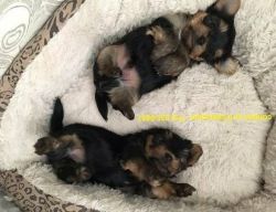 Active Male and female Yorkie Puppies available