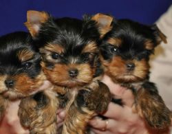 gorgeous T-Cup Yorkie Re-Homing