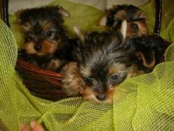 Teacup Yorkie Puppies for Re-homing.call (xxx) xxx-xxx6
