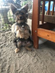 4 mo old Full blooded Male Yorkie