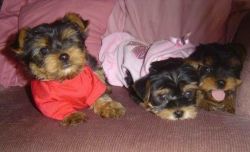 Yorkie puppies Male and Female ready to go