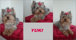 Yorkshire Terrier Puppies / Now Ready
