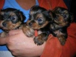 Teacup Yorkie Puppies (male & female)-call(xxx) xxx-xxx6.