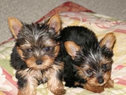 Potty Trained Teacup Yorkie Puppies