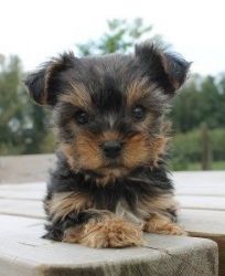 2 Yorkie Puppies for Re-homming