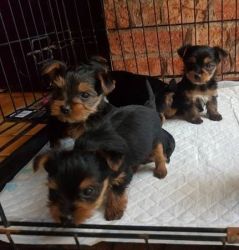 Lovely Yorky Puppies for X-MAS