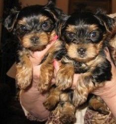 Teacup Yorkie Puppies (male & female)* call(xxx) xxx-xxx6