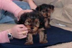 Teacup Yorkie Puppies for Re-homing-(xxx) xxx-xxx6