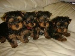 Charming T-Cup Yorkie Puppies Available;.call(xxx) xxx-xxx6.