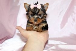Tiny Teacup & Toy Puppies - Yorkies, Maltese, Poms & more