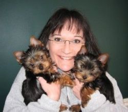 Adorable T-Cup Yorkie Puppies For you