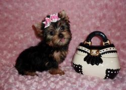 AKC Yorkshire Terrier Puppies For Sale