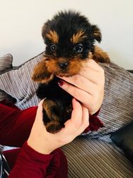 Beautiful Yorkie puppies ready to leave