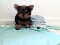 Micro Teacup 5 month old Yorkshire Terrier Yorkie Male 2 lbs full grow