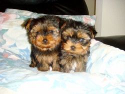 teacup Yorkshire Terrier Yorkie Male Puppy