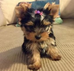 Cute Fluffy Yorkshire Terrier puppies